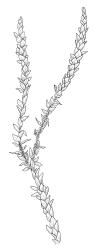 Calliergon richardsonii, habit. Drawn from C.J. Burrows s.n., Feb. 1971, CHR 343073.
 Image: R.C. Wagstaff © Landcare Research 2014 